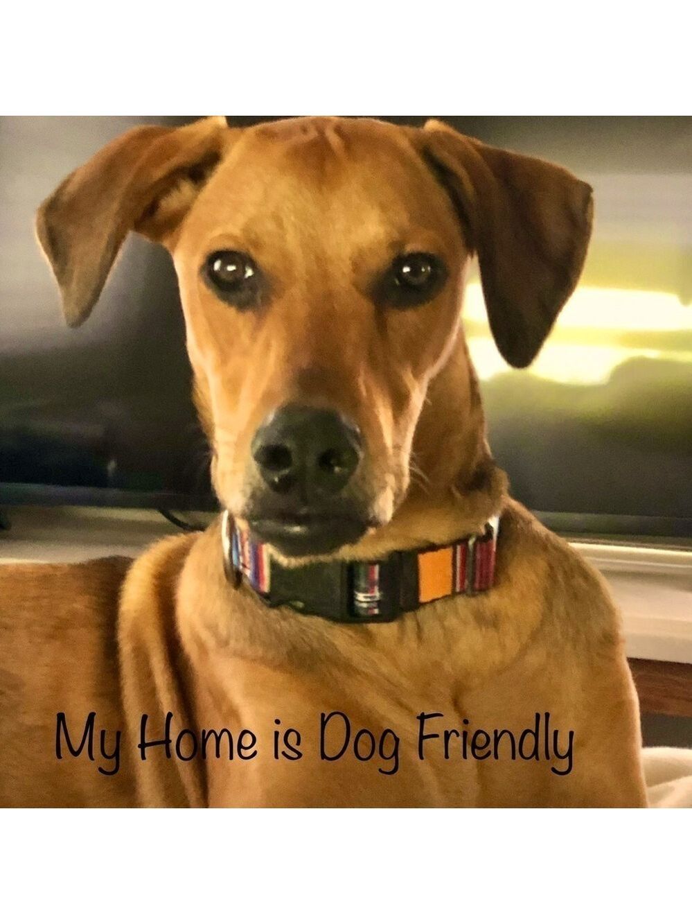 My Home is Dog Friendly♥️🐾